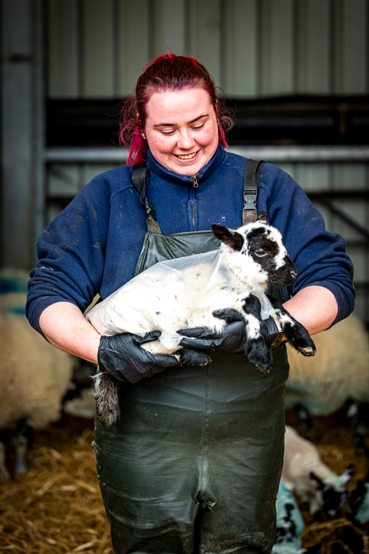 Assistant Stockperson Carly Hood fits a 'raincoat' on a lamb at the National Museum of Rural Life. Photo © Andy Catlin (4)