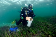 Diver restoring seagrass, Sound of Barra. ©Ben James/NatureScot.: Diver restoring seagrass, Sound of Barra. ©Ben James/NatureScot.