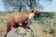 Pine marten - 1452-05 - credit SNH-Lorne Gill