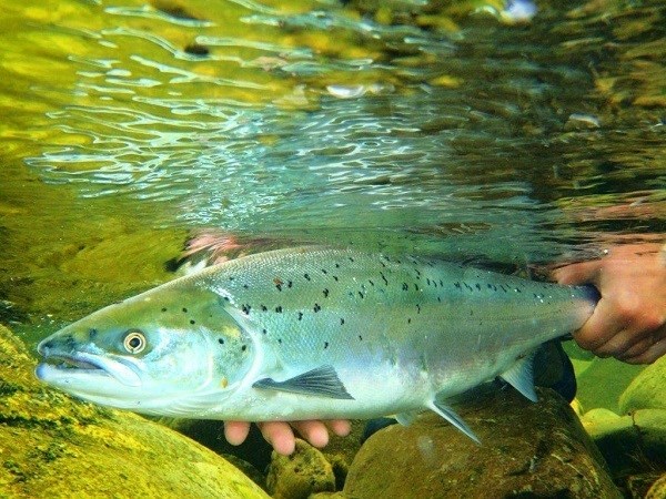Jestre Salmon release (002)