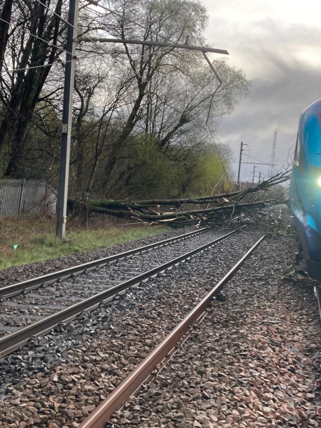 Lostock tree fall 7: Lostock tree fall 7