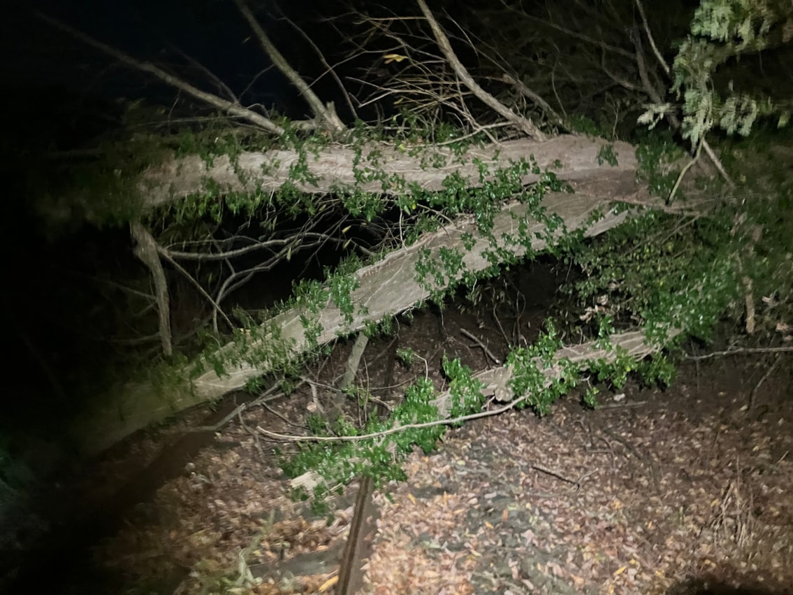 Damaged tree overhanging railway line - Whatcroft (25 Oct)
