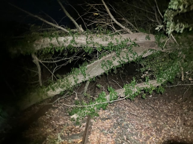 Damaged tree overhanging railway line - Whatcroft (25 Oct): Damaged tree overhanging railway line - Whatcroft (25 Oct)