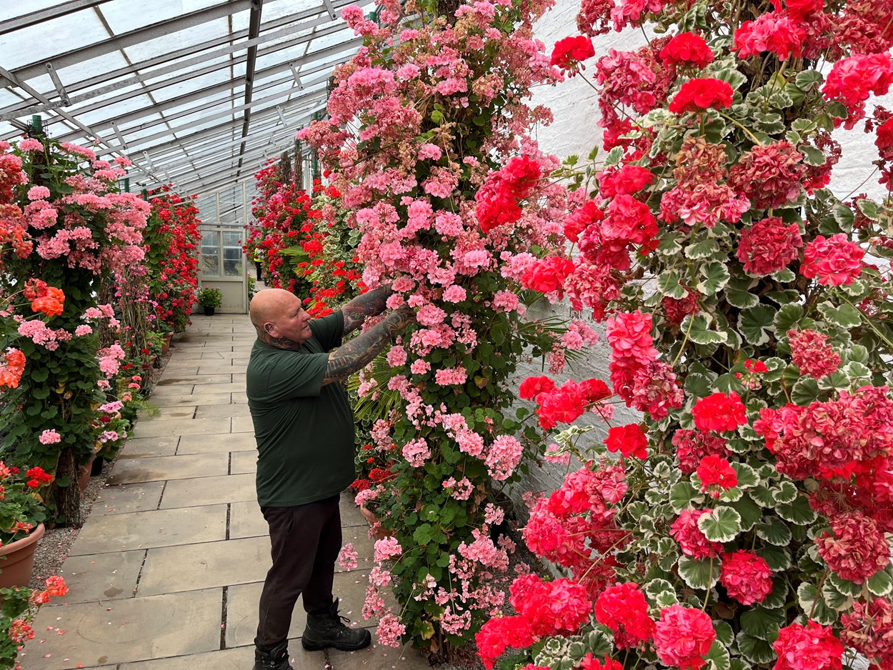 Temple Newsam hothouse: Head gardener Mick Jakeman tends to the stunning Zonal Pelargoniums which have burst into life in the hothouse at Temple Newsam's Walled Garden.