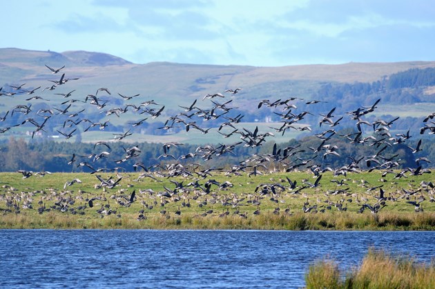 LochLevenNNR-pink footed geese - credit Lorne Gill-SNH