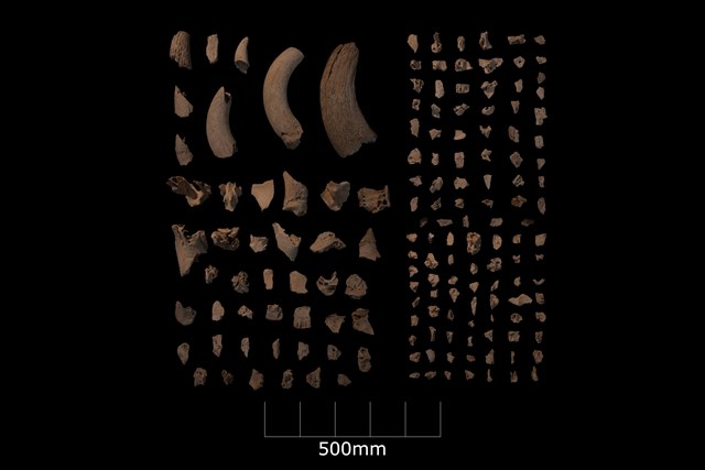 Mesolithic animal bones found at Linmere © Albion Archaeology