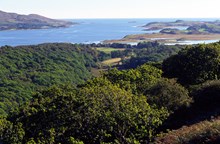 Oak woodland on the slopes above Loch Sween, Taynish NNR - credit Lorne Gill-SNH: Oak woodland on the slopes above Loch Sween, Taynish NNR - credit Lorne Gill-SNH