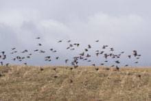 Twite flock (c) Ian Francis: Twite flock (c) Ian Francis