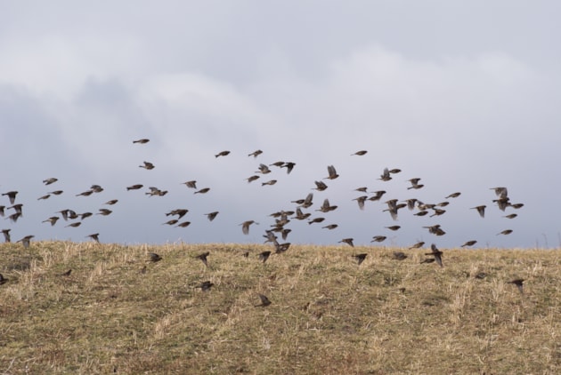 Twite flock (c) Ian Francis