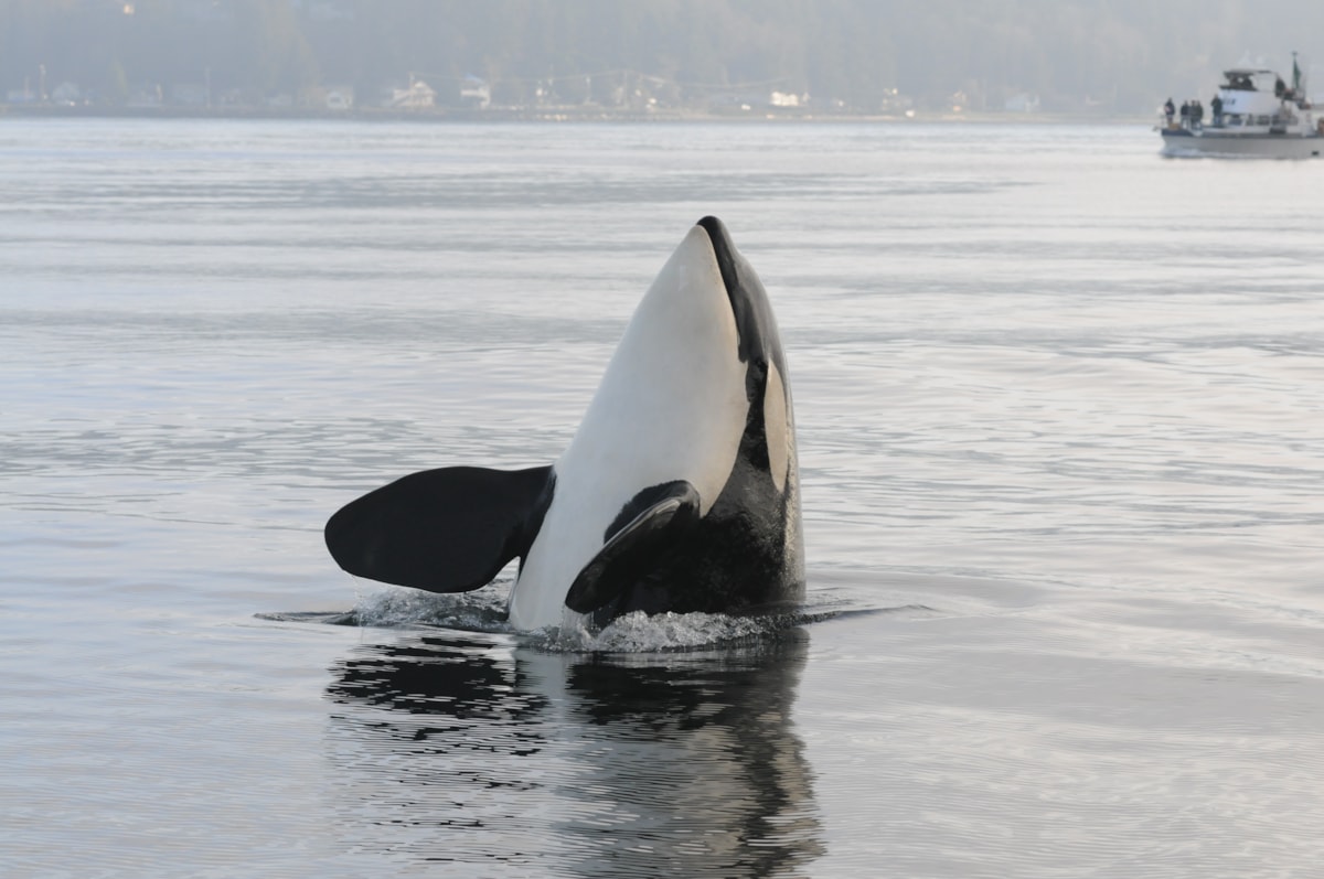 File name: 2015JAN29CKE_339.JPG 

Caption: An orca 