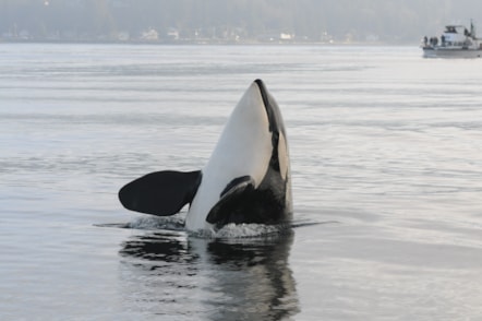 Killer whale or orca breaking through surface of the water