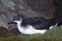 Manx shearwater, Rum National Nature Reserve ©Laurie Campbell/NatureScot