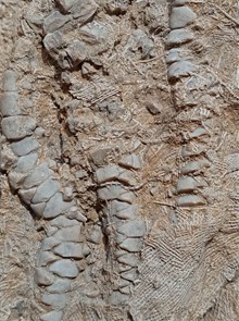 Fossil crinoid arms and bryozoan  ©Colin McFadyen/NatureScot: The fossil remains of crinoid arms with a draping bryozoan fossil in Lower Carboniferous limestone. Roscobie Quarry, Fife. ©Colin McFadyen/NatureScot