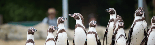 Love Your Zoo Week at Lotherton: Love Your Zoo Week at Lotherton