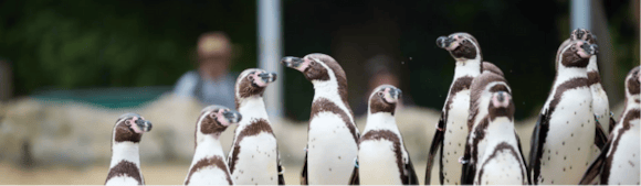 Love Your Zoo Week at Lotherton