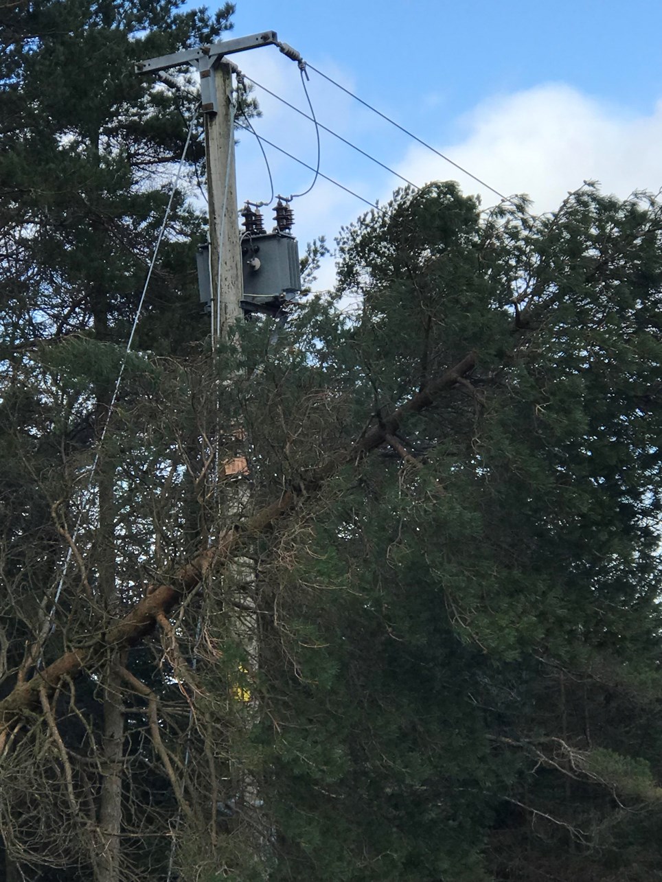 Tree on powerline, Coniston