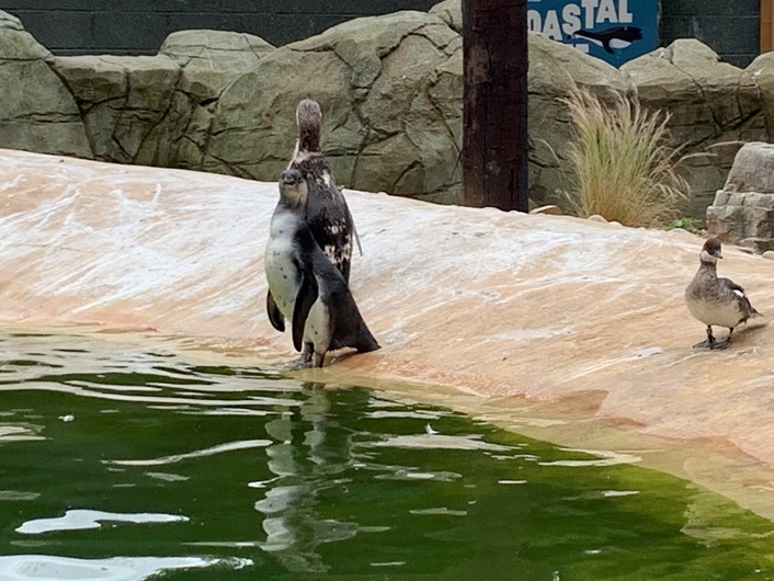 Lotherton penguin chicks: One of Lotherton's new penguin chicks prepares to take a dip.