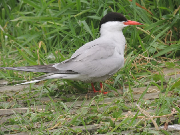 Common Tern (c) NatureScot