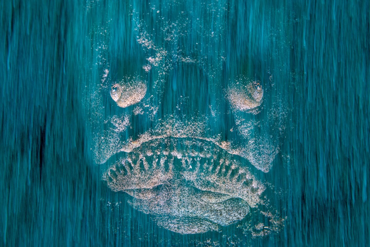 Death in waiting by Pietro Formis, Italy, Wildlife Photographer of the Year