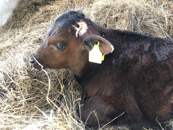 Home Farm's new arrivals: Home Farm at Temple Newsam has welcomed some new arrivals while the site is closed to the public.