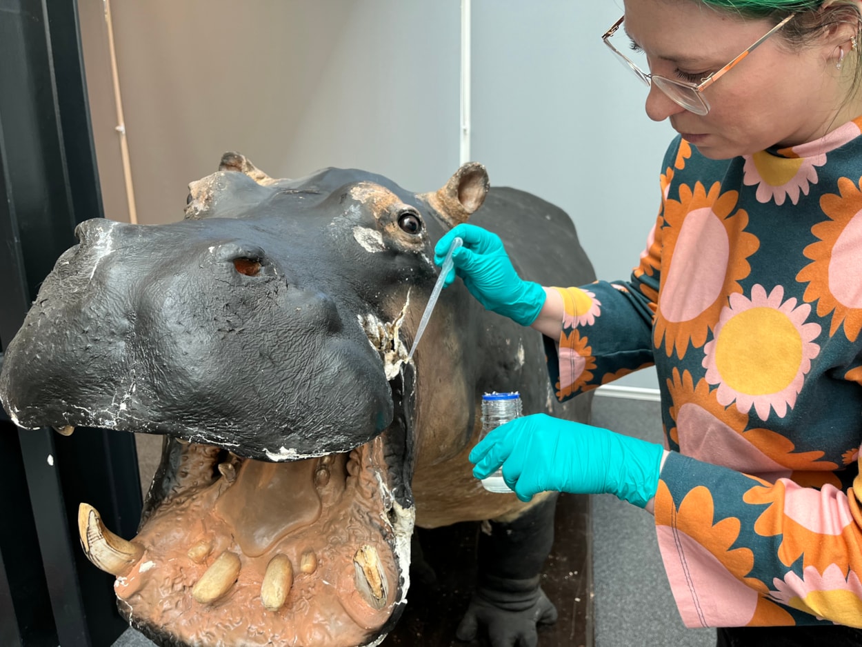 Hippo conservation: Lucie Mascord, a specialist conservation officer at Lancashire County Council's Conservation Studios made the trip to Leeds to carry out the work on Billie, the 99 year-old hippo at Leeds Discovery Centre.