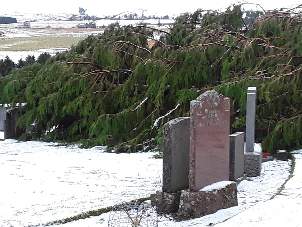 Knockando cemetery fallen tree