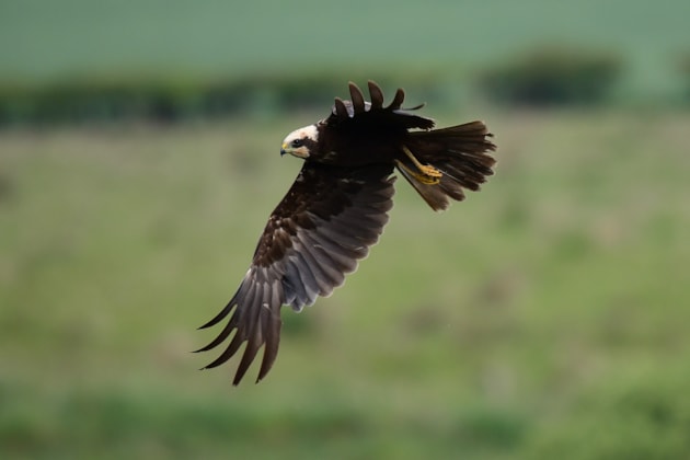 Marsh Harrier in flight ©Alistair Cutter