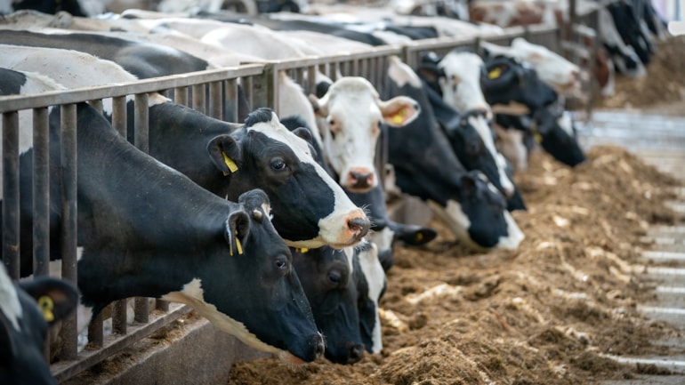 More than 100 Bluetongue cases confirmed in Wales as vets and farmers are urged to vaccinate livestock