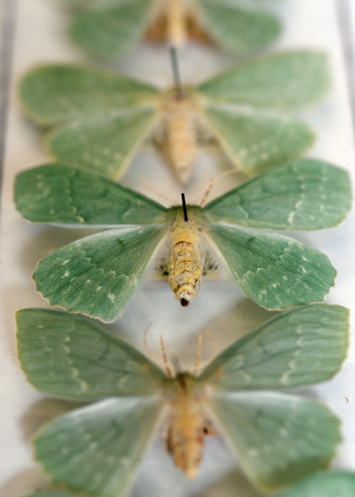 Moths from National Museums Scotland's collection, which will be digitised as part of the DiSSCo UK project. Image copyright Neil Hanna (10)