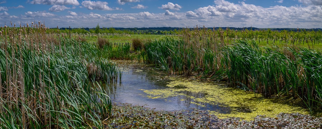 A thriving pond in Cubbington, May 2022