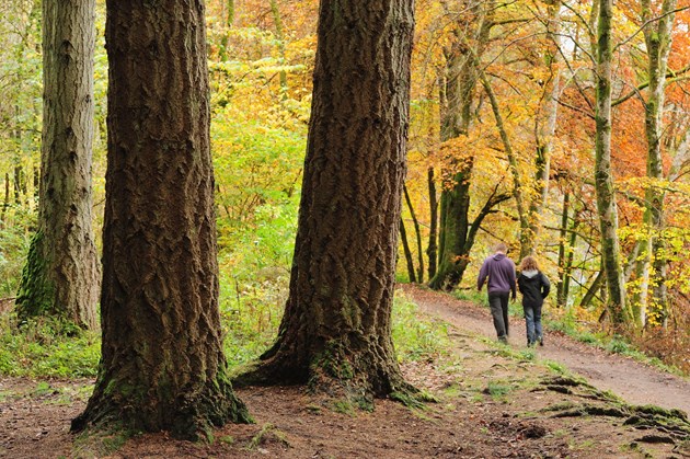 Walkers enjoying woodland at Dunkeld Perthshire ©Lorne Gill 2020VISION PR