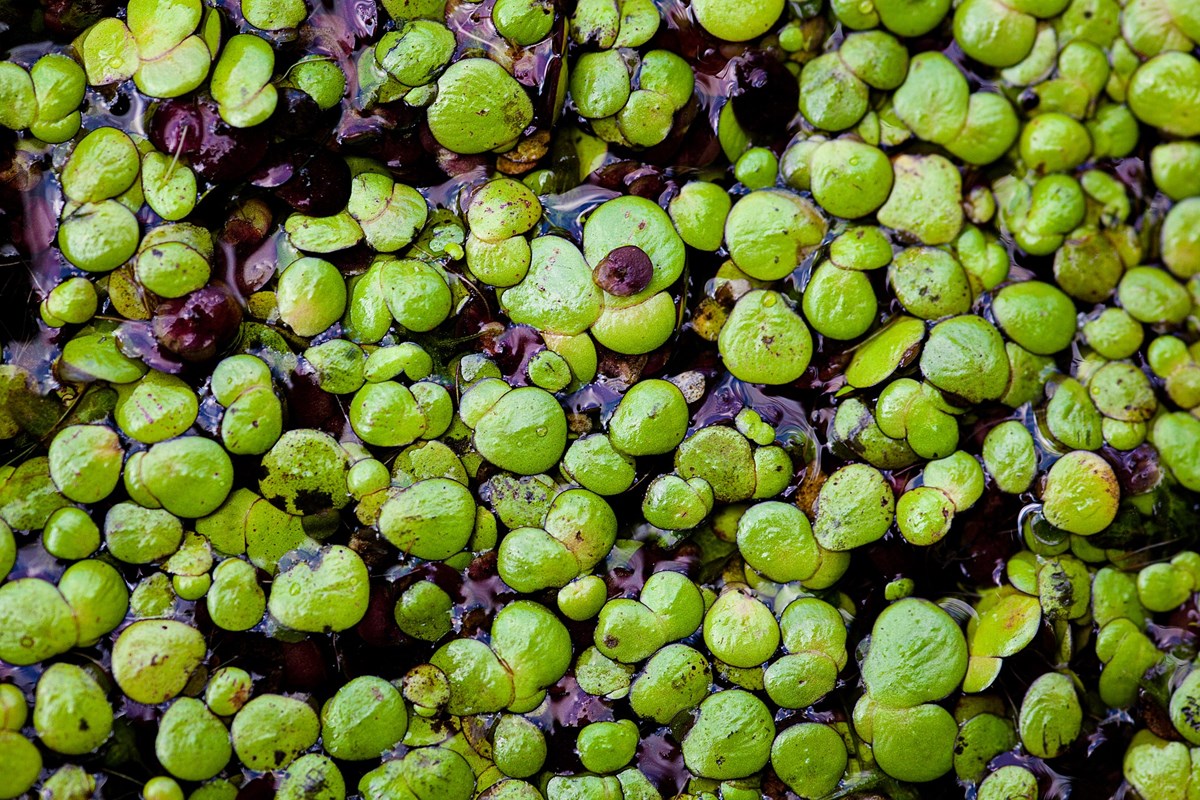 Duckweed