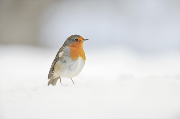 Robin searching for food in winter, Perthshire, Scotland ©Fergus Gill