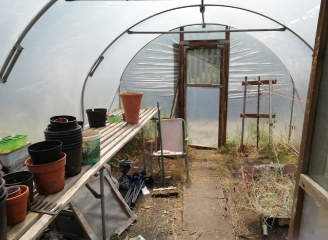 Before - inside the old polytunnel with plant pots and dry vegetation on the floor: Before - inside the old polytunnel with plant pots and dry vegetation on the floor