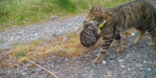 A released female wildcat carrying her kitten. © Saving Wildcats