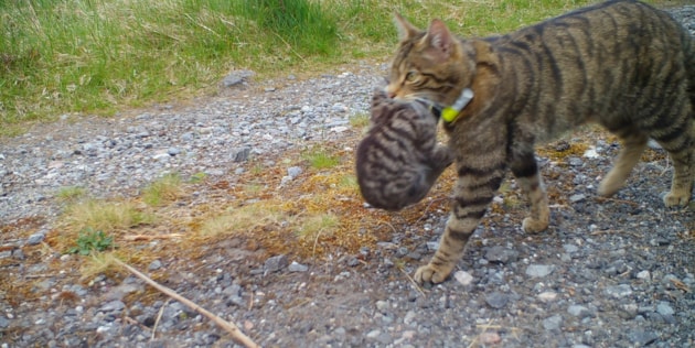 A released female wildcat carrying her kitten. © Saving Wildcats