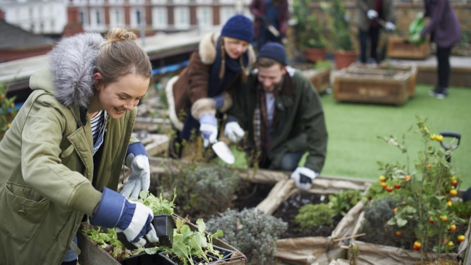 Woman planting allotment