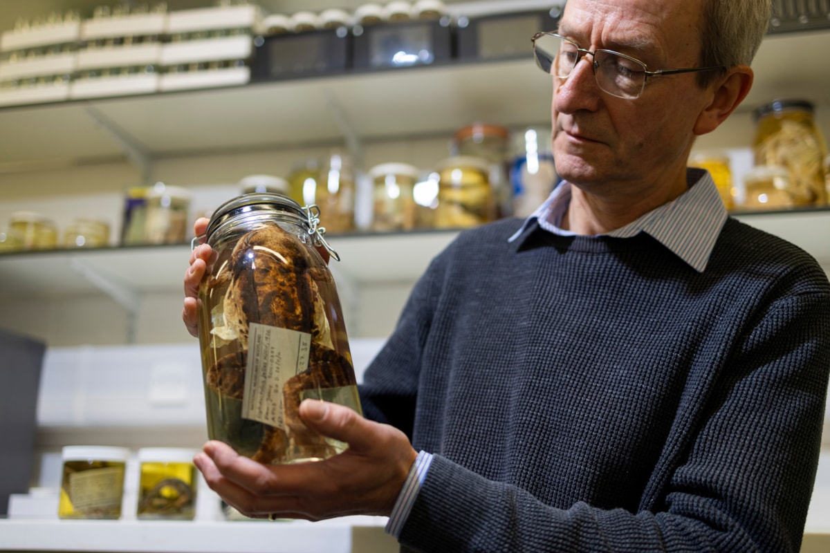 Curator Andrew Kitchener with specimens at the National Museums Collection Centre. Photo © Duncan McGlynn (2)
