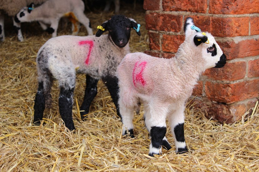 New arrivals add some spring cheer to popular Home Farm: kerryhillandnorflokhornlamb.jpg