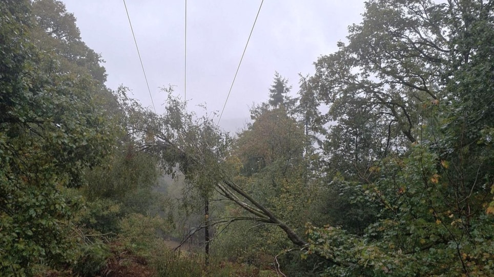 Tree on line, Cartmell