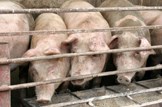 Saving Scotland’s bacon: Agriculture-farming-livestock-pigs