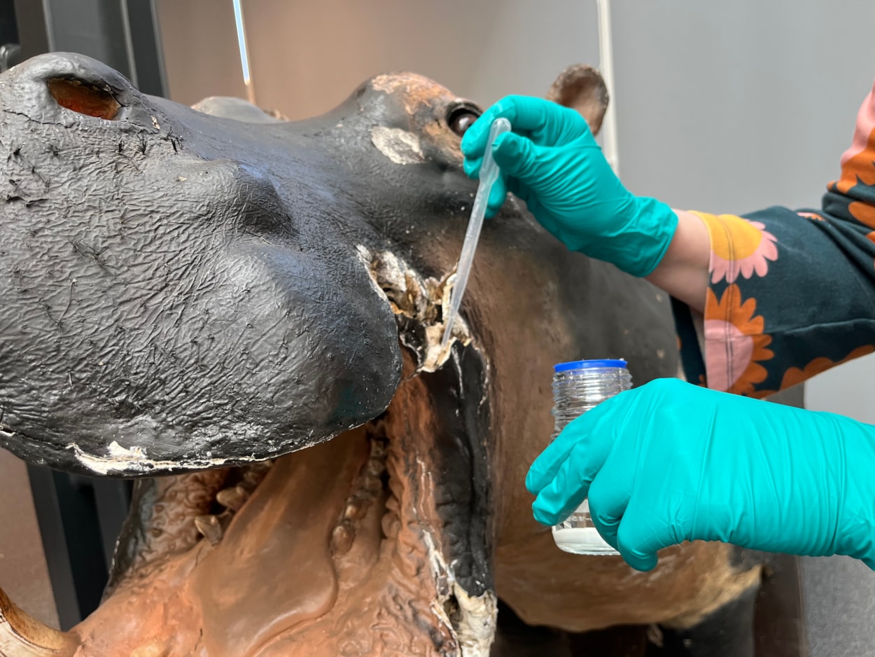 Hippo conservation: Lucie Mascord, a specialist conservation officer at Lancashire County Council's Conservation Studios made the trip to Leeds to carry out the work on Billie, the 99 year-old hippo at Leeds Discovery Centre.