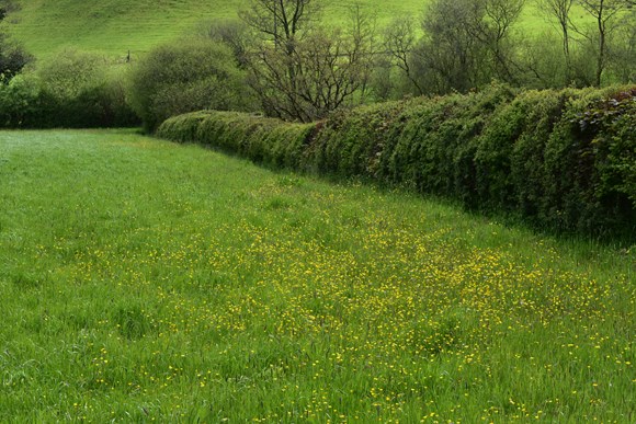 FUW Gwent and Glamorgan webinar puts spotlight on farm carbon footprinting: FUW countryside photo general