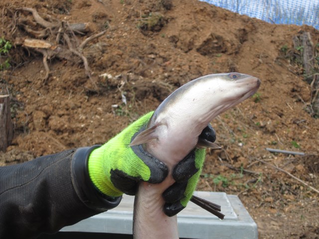 Crossrail Green Apple Award - eel: Network Rail has won a Green Apple Award for its work protecting biodiversity during the design and construction for a new flyover at Heathrow Junction, as part of the Crossrail project