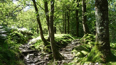 Woods near Langdale. Copyright Andrea Hills