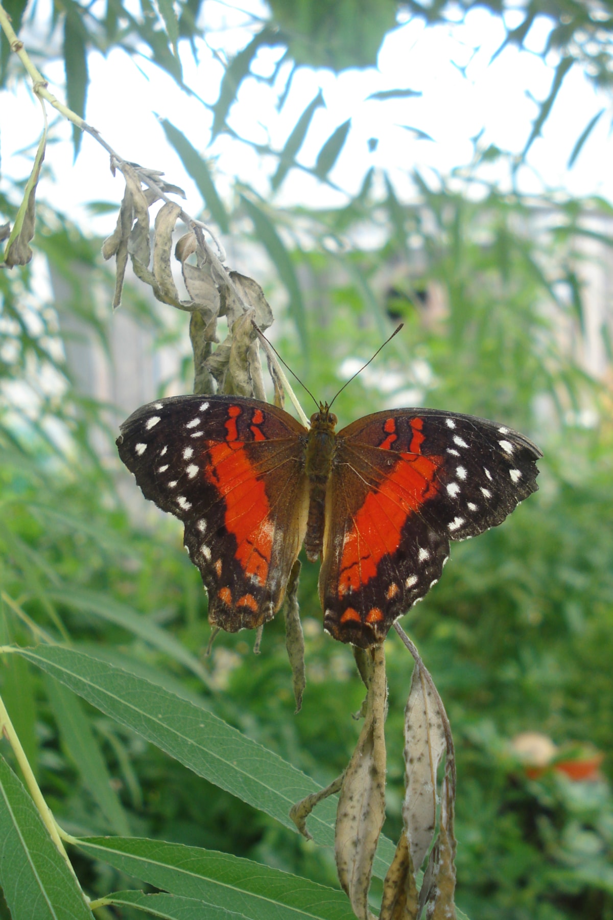 Scarlet Peacock butterfly