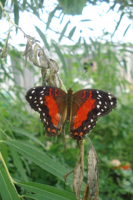 Scarlet Peacock butterfly
