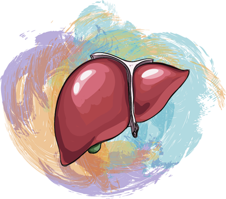 Organ Donation - Liver - Illustration - PNG