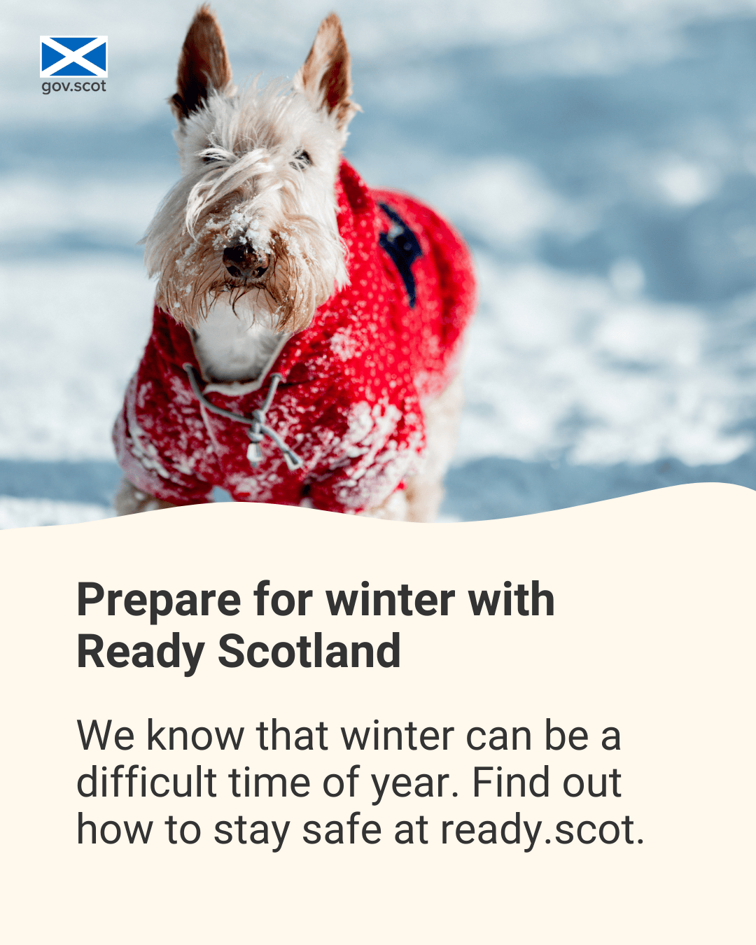 Dog - Portrait - Winter - SG Resilience - November 2025