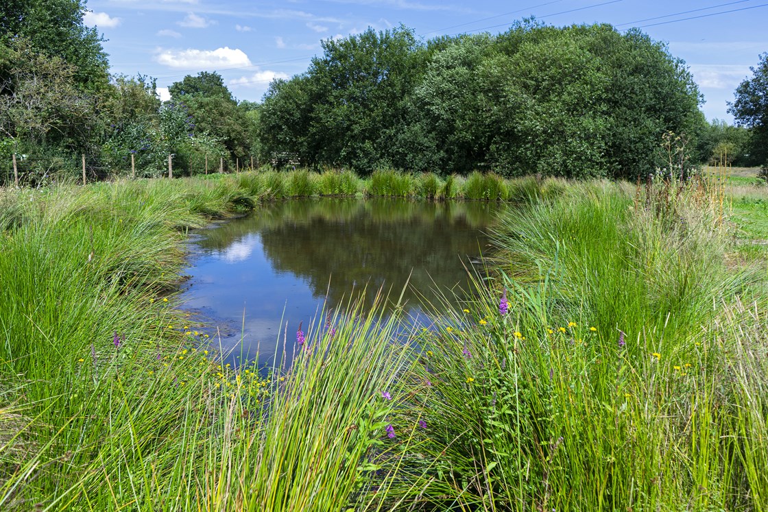 Coleshill eco-mitigation reception site July 2019: Credit: Jeremy De Souza
(Coleshill, eco, mitigation, environment, pond, green, trees, LMJV)
Internal Asset No. 8459